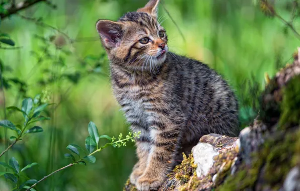 Greens, language, cat, cat, look, nature, pose, green