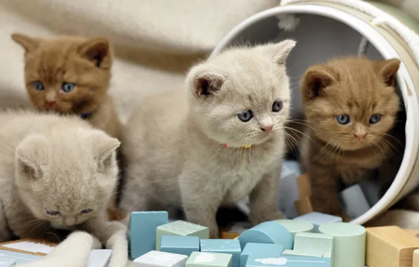Cats, kitty, box, cubes, the game, kittens, fabric, kids