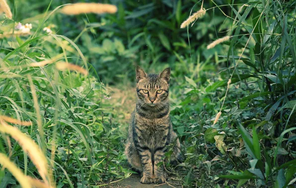 Picture grass, cat, look, Kote