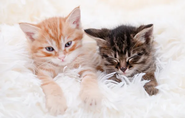 Look, cats, pose, kitty, grey, legs, red, sleeping
