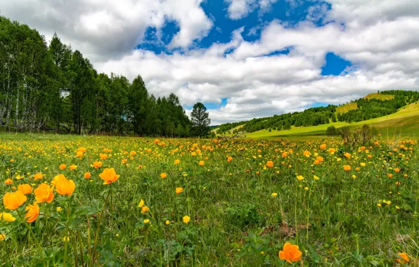 Greens, field, forest, summer, the sky, grass, clouds, flowers