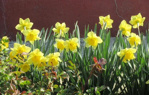 Flowerbed, daffodils, April, spring 2018, mamala ©