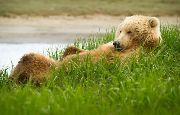 Grass, Bear, grizzly