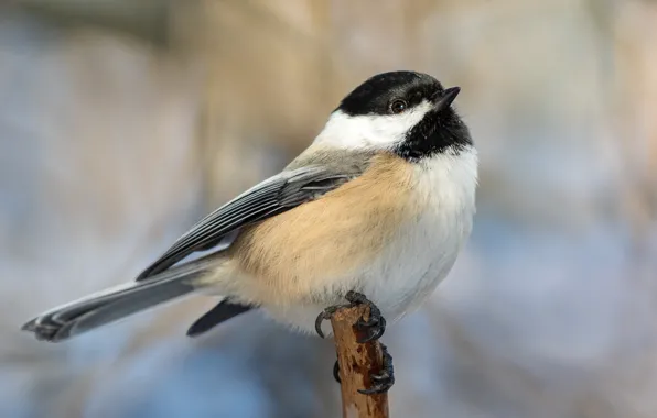 Picture background, bird, bitches, tit