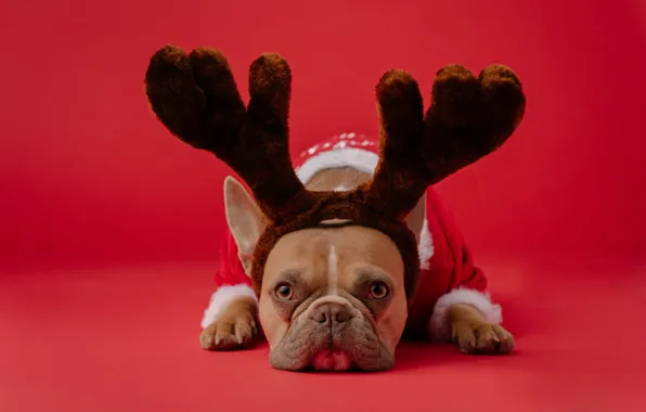Picture dog, French bulldog, red background, deer, Christmas, horns, costume, new year