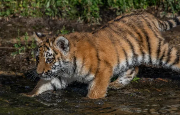 Picture water, tiger, cub, kitty, tiger