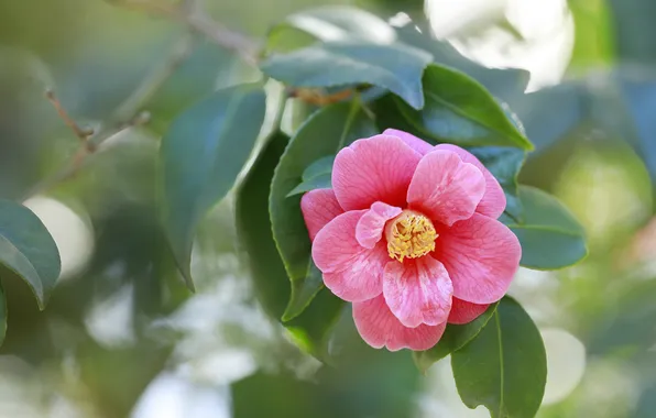 Greens, flower, leaves, light, pink, branch, spring, flowering