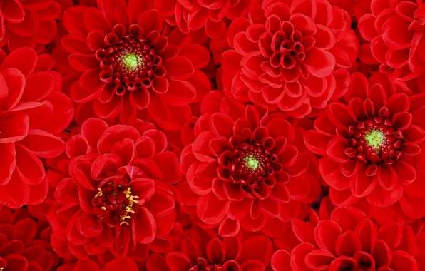 Picture flowers, texture, red, dahlias