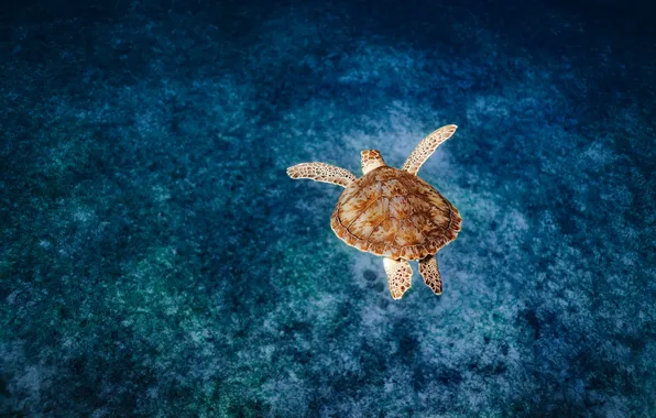 Picture beach, animals, sea, nature, blue, water, blue background, shells