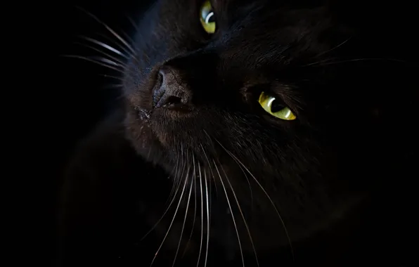 Cat, look, black