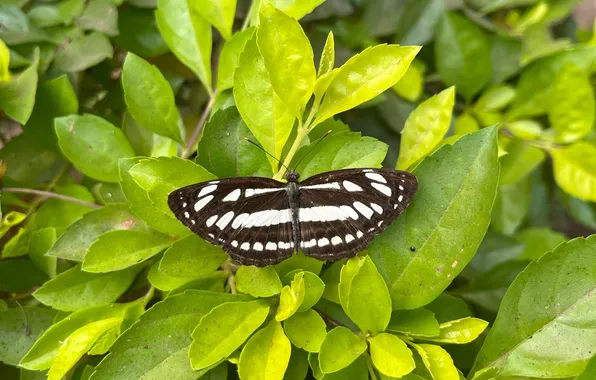Leaves, microsemi, wings, Butterfly, insect, beautiful, closeup