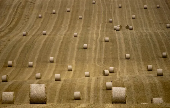 Field, summer, nature, hay, bales, rolls