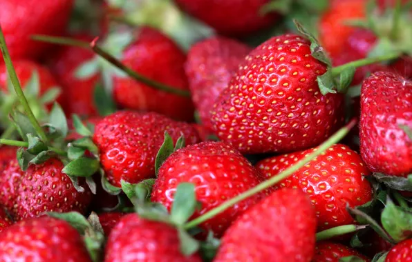 Picture berries, harvest, strawberry, a lot