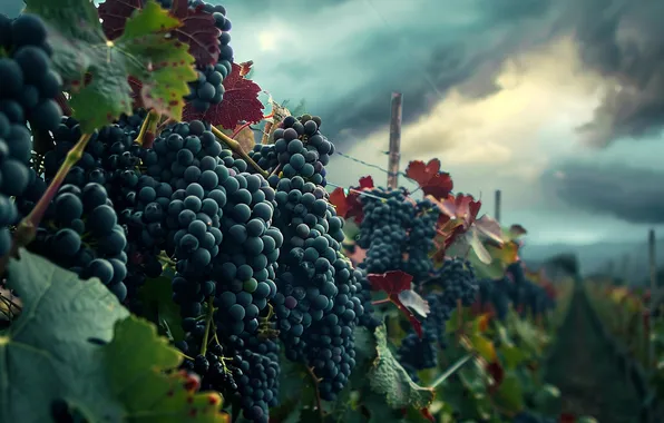 The sky, leaves, clouds, blue, clouds, grapes, support, vineyard