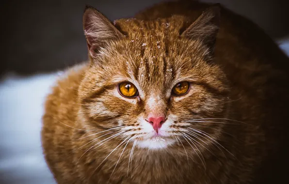 Cat, eyes, cat, mustache, red, Cat, brown, pussy