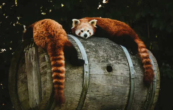 Look, nature, pose, the dark background, foliage, pair, red Panda, barrel