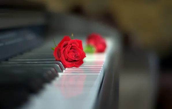 Style, rose, Bud, keyboard, red rose, piano, bokeh