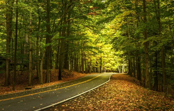 Road, autumn, forest, leaves, trees, the state of new York, State Park Letchworth, Letchworth State …