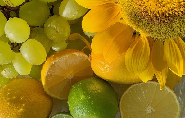 Flower, drops, macro, yellow, sunflower, petals, grapes, lime