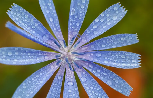 Drops, macro, chicory