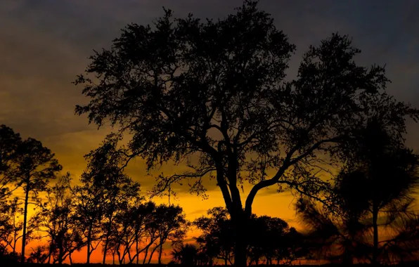 Trees, night, silhouettes