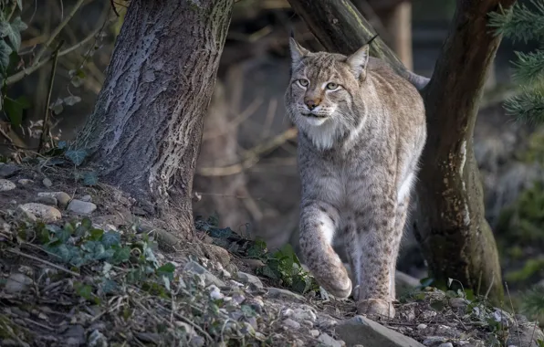 Picture lynx, walk, forest