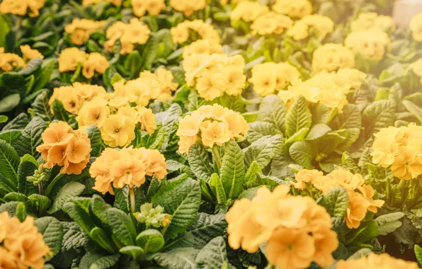 Light, flowers, spring, yellow, bokeh, Primula, primrose