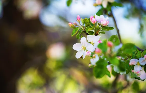 Picture leaves, light, flowers, branches, spring, Apple, flowering, bokeh