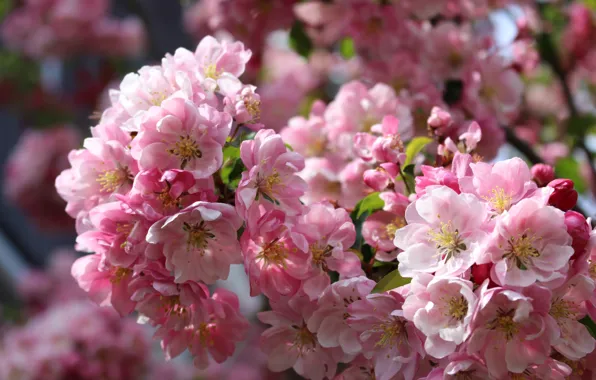 Apple, spring, flowering
