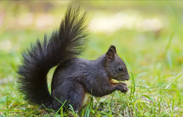 Picture summer, nature, animal, protein