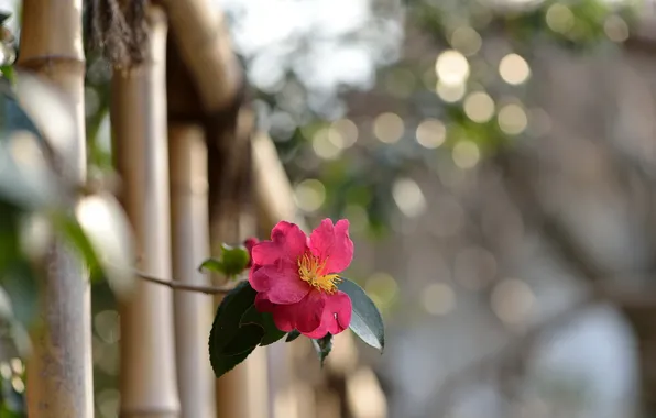 Picture flower, macro, Camellia sasanqua