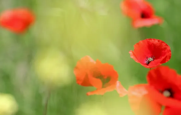 Picture flowers, glade, Maki, red, weed, flowering