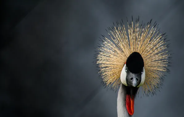 Look, bird, bokeh, Crowned crane