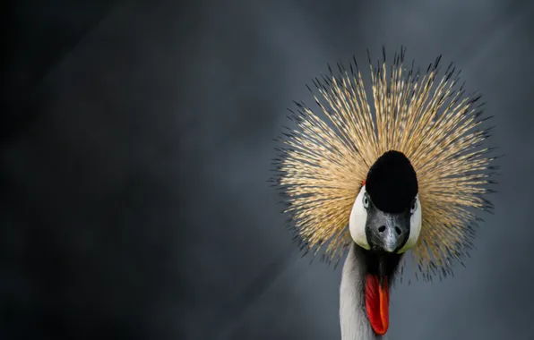 Look, bird, bokeh, crowned crane