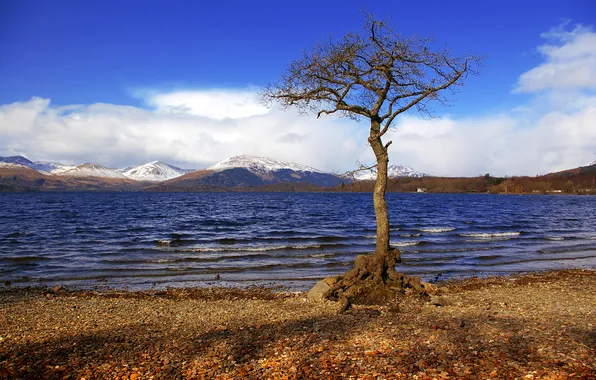 The sky, mountains, lake, tree, Scotland, Loch Lomond