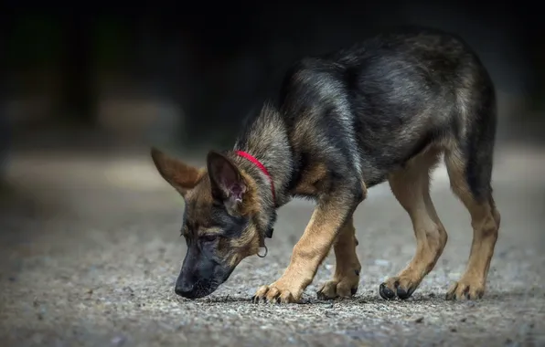 Background, street, dog