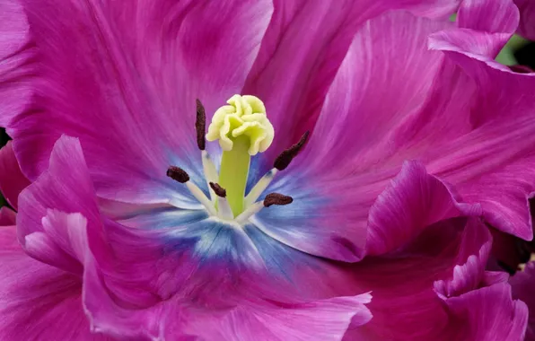 Flower, Tulip, petals
