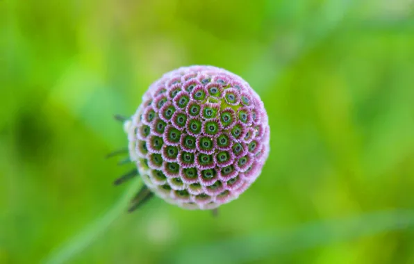 Picture flower, nature, ball, petals, exotic