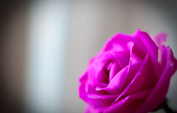 Picture macro, flowers, background, Wallpaper, pink, tenderness, rose, petals