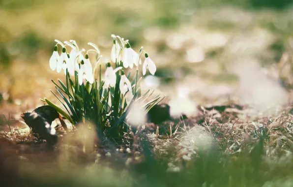 Picture the sun, flowers, glare, spring, snowdrops