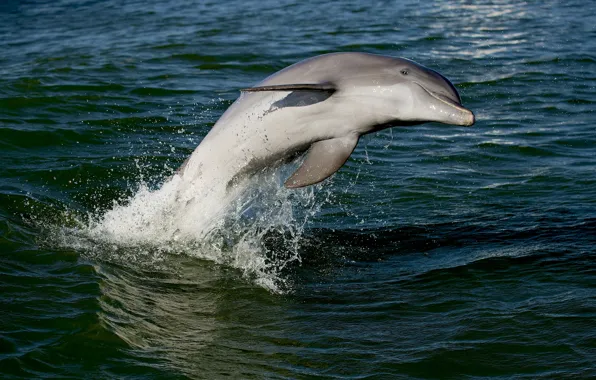 Sea, wave, water, squirt, Dolphin, pose, smile, jump