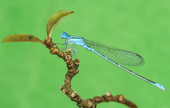 Macro, background, dragonfly, insect