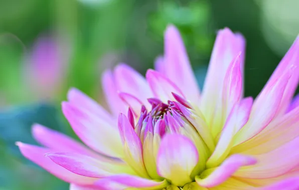 Macro, pink, blur, petals, lilac, Dahlia, bokeh