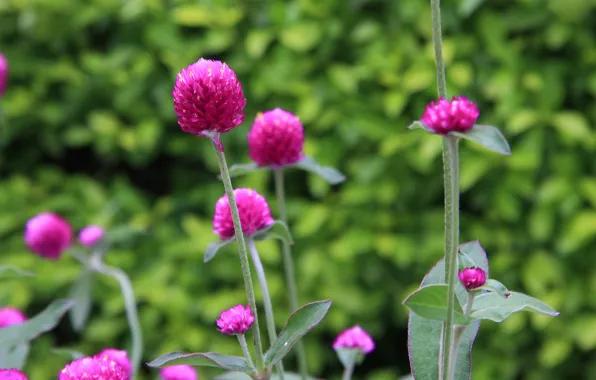 Picture field, stem, meadow, clover