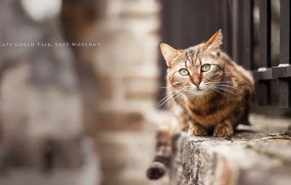 Picture cat, background, street