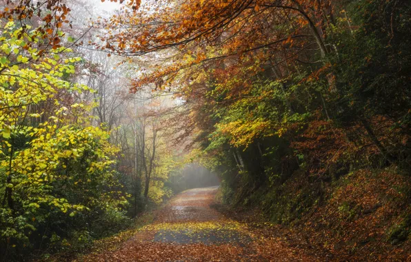 Picture road, autumn, forest, trees, fog, Park, foliage, falling leaves