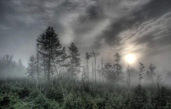 Forest, the sun, trees, fog
