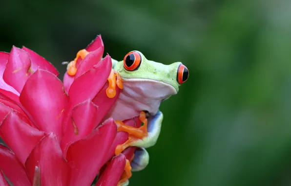 Flower, frog, green, red-eyed tree frog
