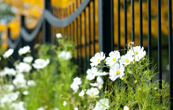 Greens, white, macro, flowers, widescreen, Wallpaper, vegetation, the fence