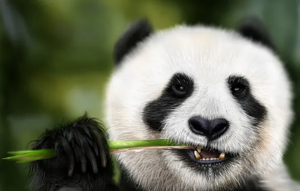 Look, Panda, Bamboo, Bear, Face, Art, Eating